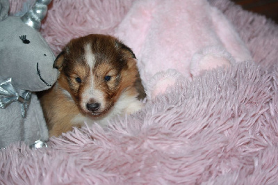 Du Domaine Des Ptit's Futés - Shetland Sheepdog - Portée née le 20/11/2024