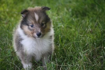 Du Domaine Des Ptit's Futés - Shetland Sheepdog - Portée née le 09/06/2024