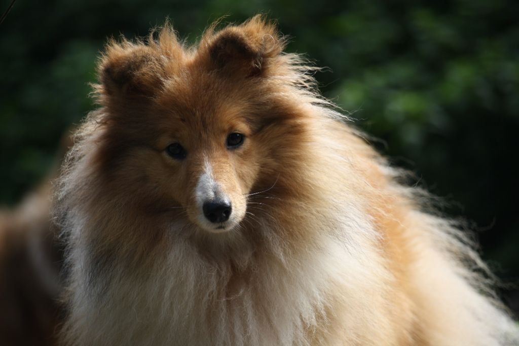 CH. Valerina ross Casabella