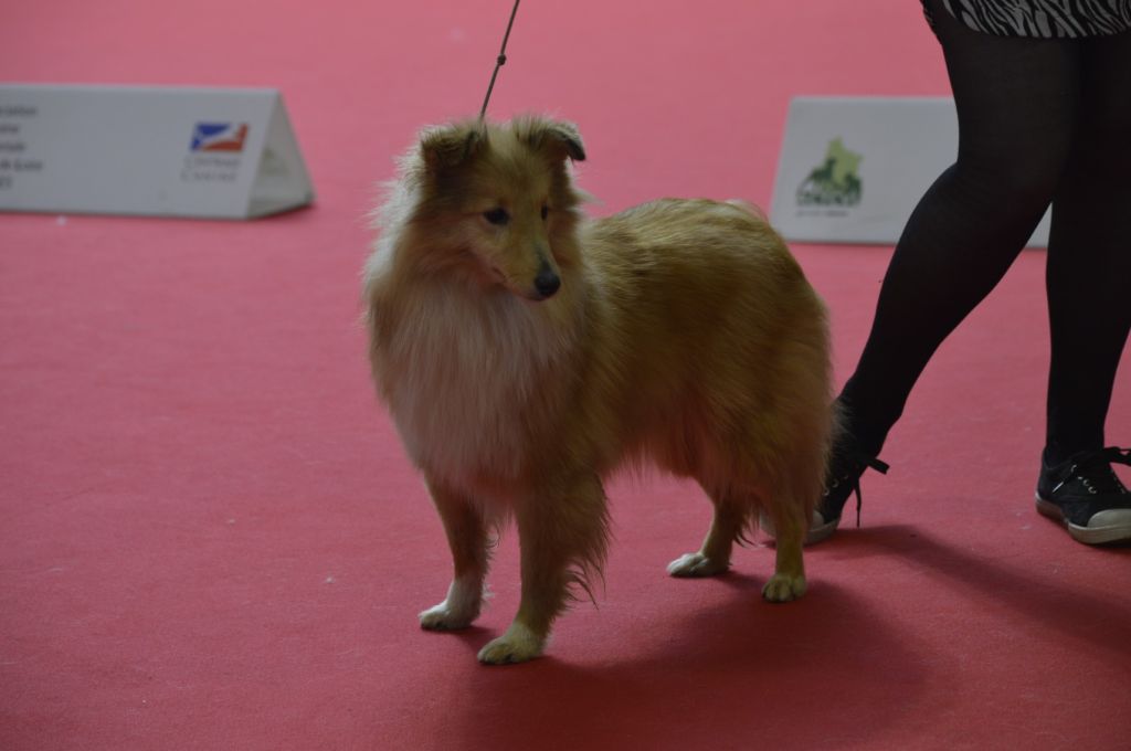 CH. Very pretty doll vahina Du Domaine Des Ptit's Futés