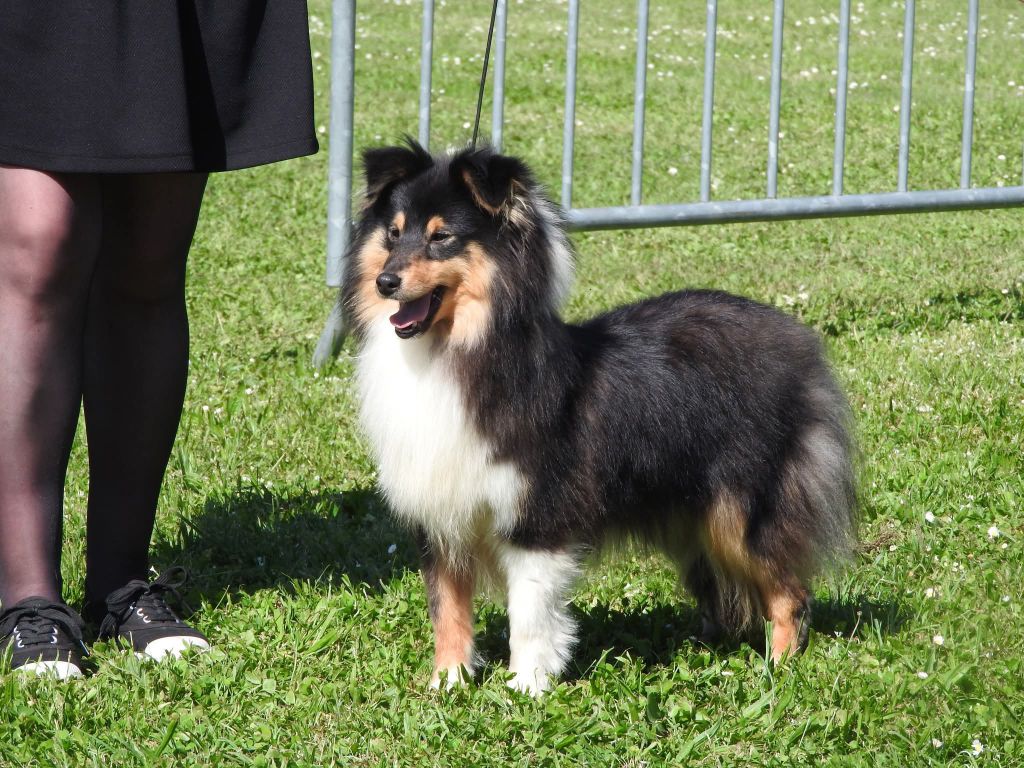 Vicky secret du Domaine des Sentinelles
