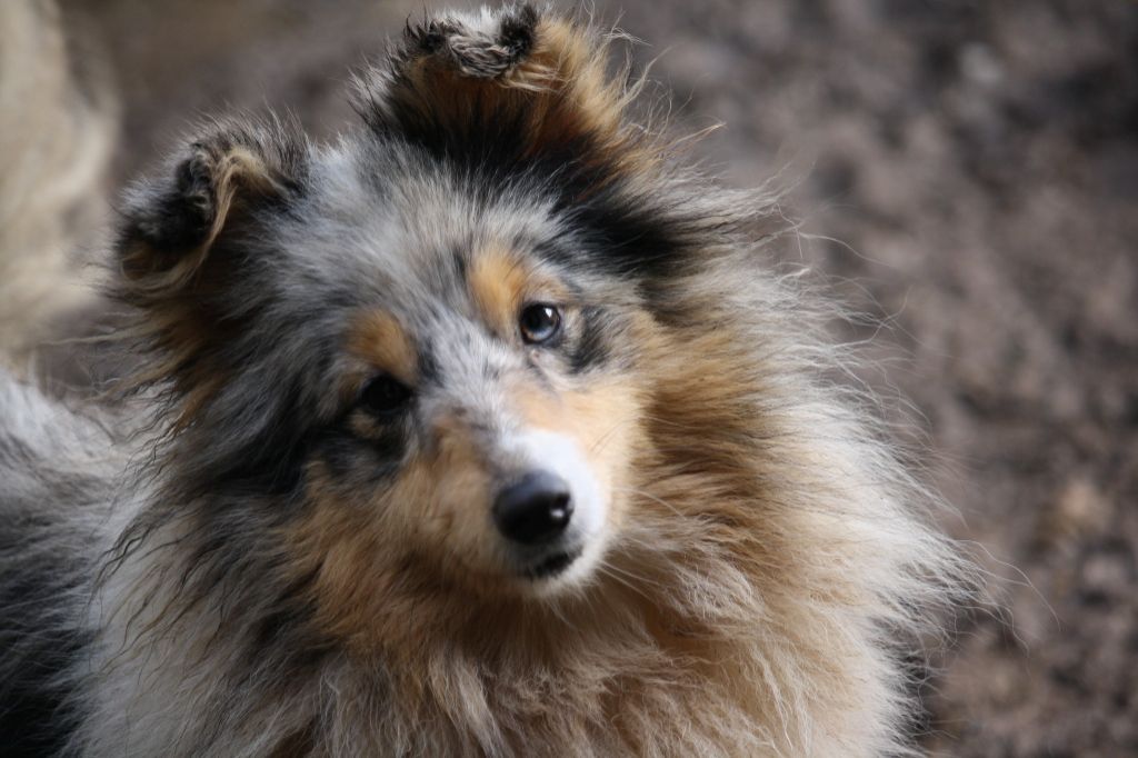 old solar sambiya Milada