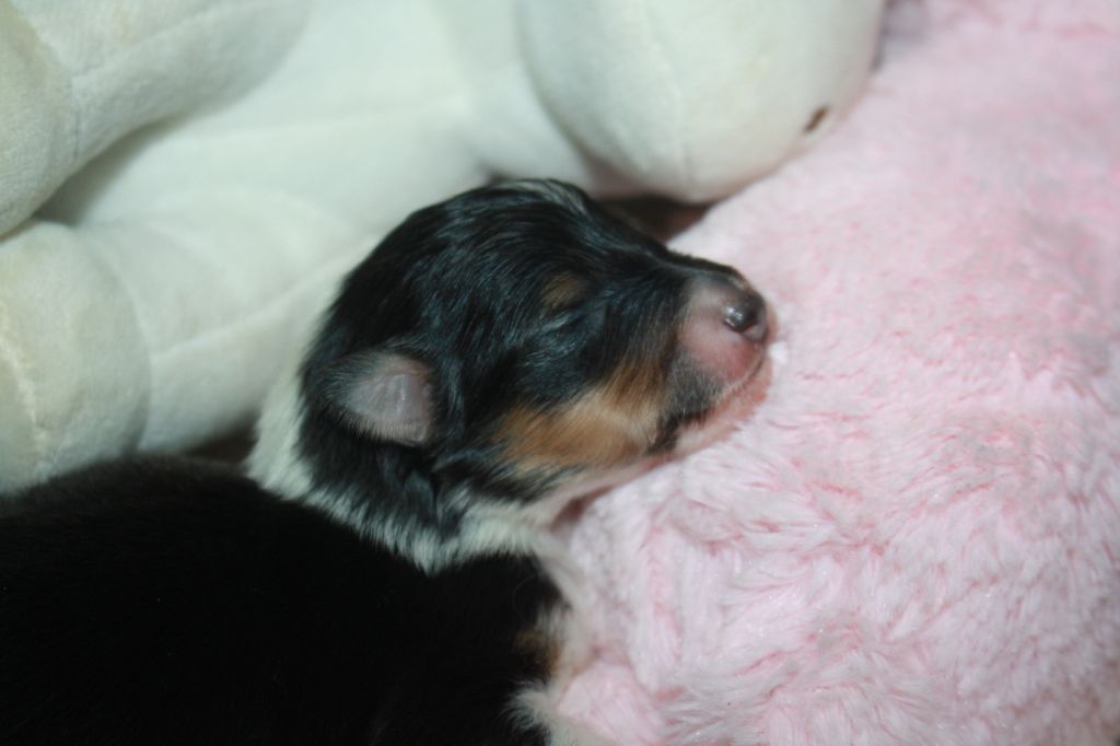 Du Domaine Des Ptit's Futés - Chiots disponibles - Shetland Sheepdog