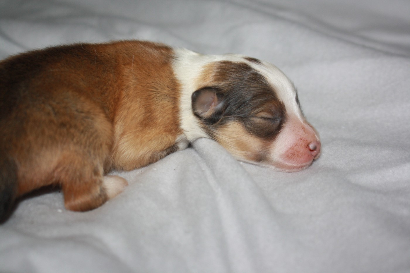 Du Domaine Des Ptit's Futés - Chiots disponibles - Shetland Sheepdog