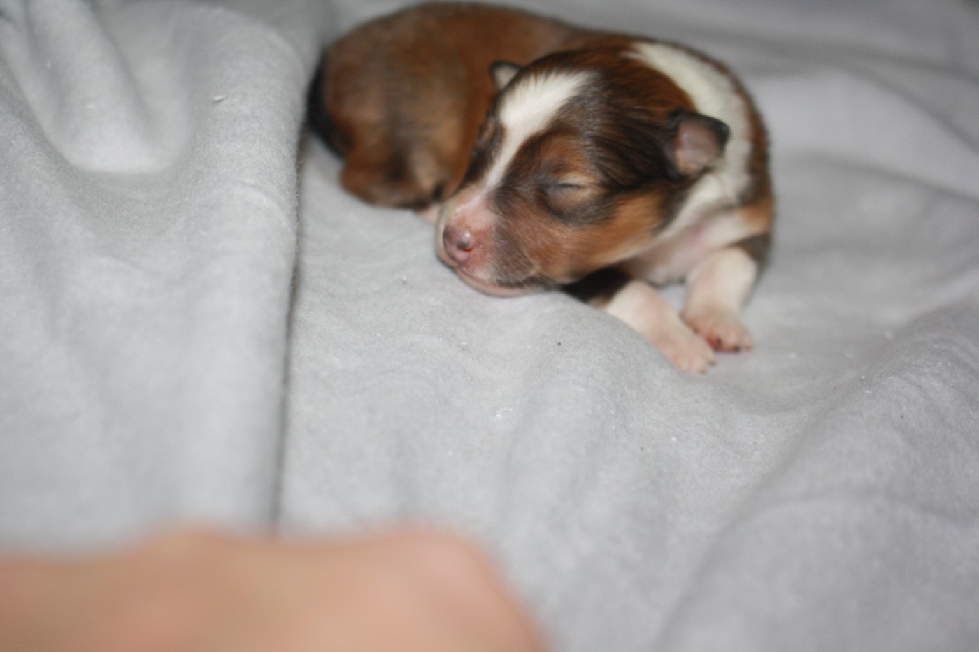 Du Domaine Des Ptit's Futés - Chiots disponibles - Shetland Sheepdog