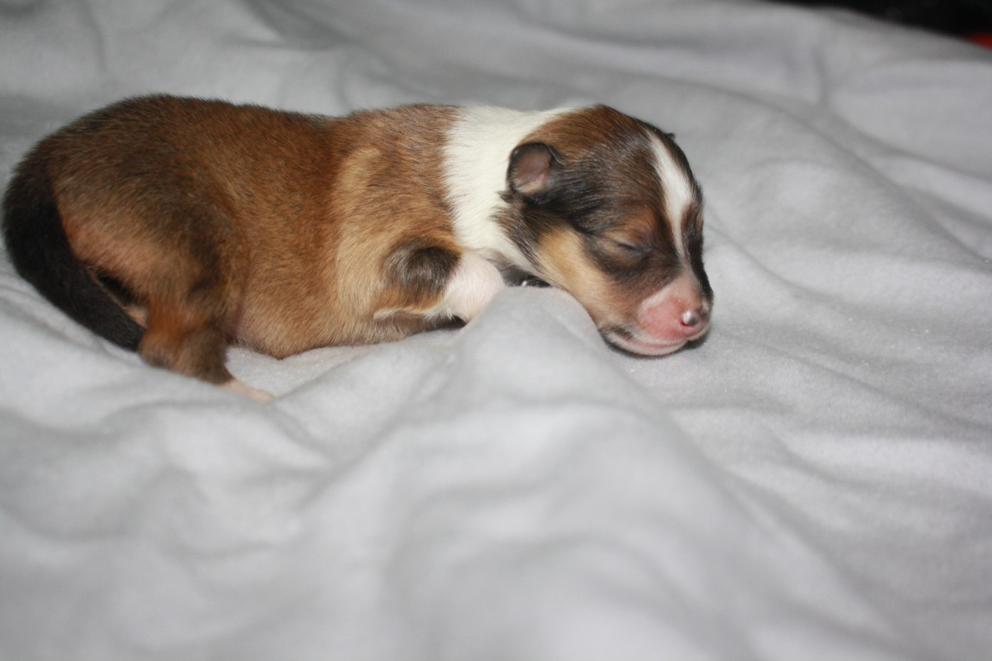 Du Domaine Des Ptit's Futés - Chiots disponibles - Shetland Sheepdog