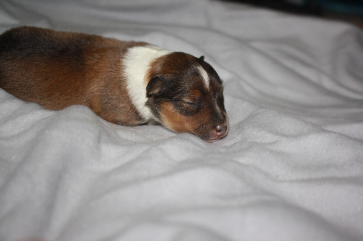 Du Domaine Des Ptit's Futés - Chiots disponibles - Shetland Sheepdog