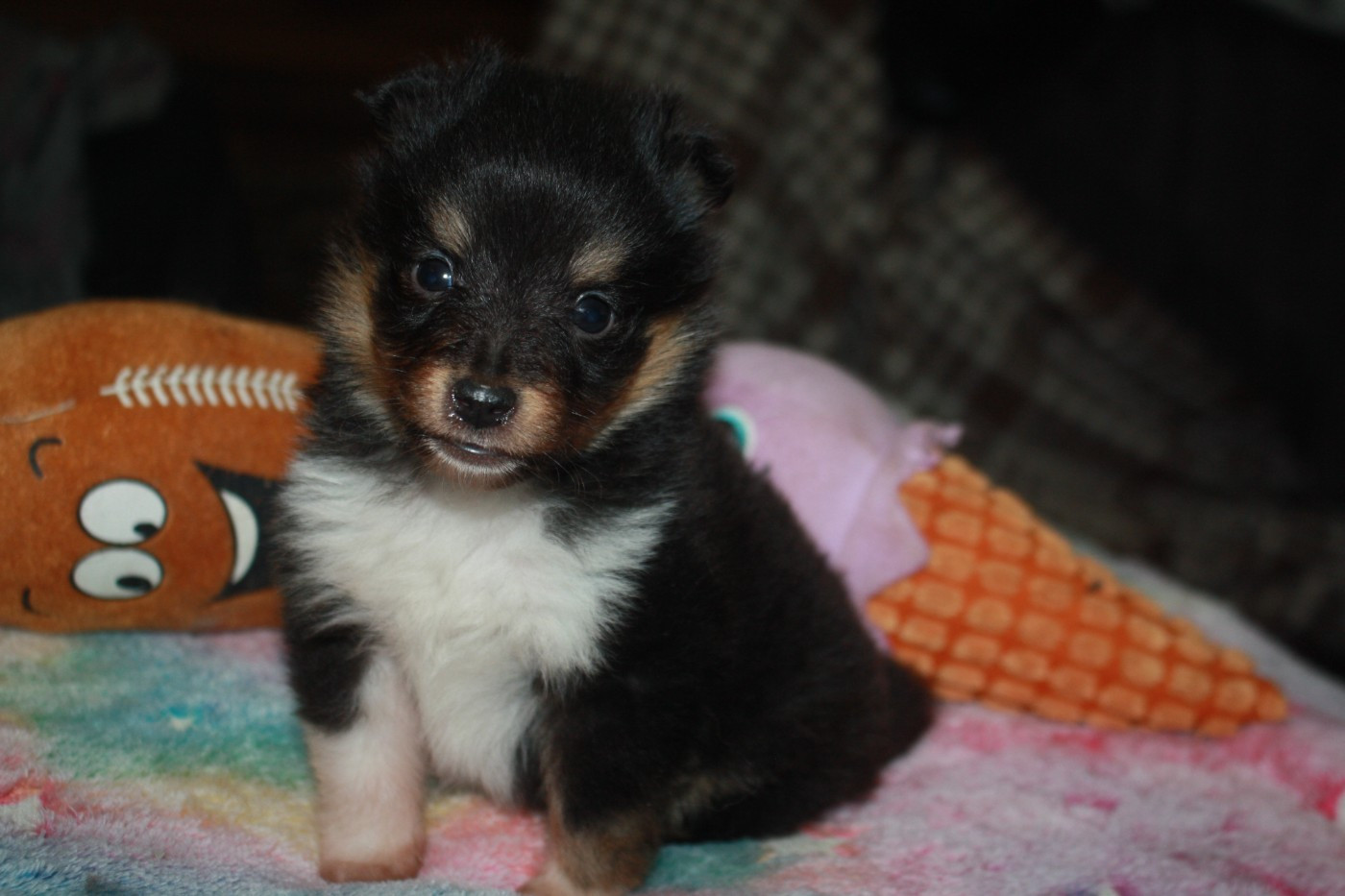 Du Domaine Des Ptit's Futés - Chiots disponibles - Shetland Sheepdog