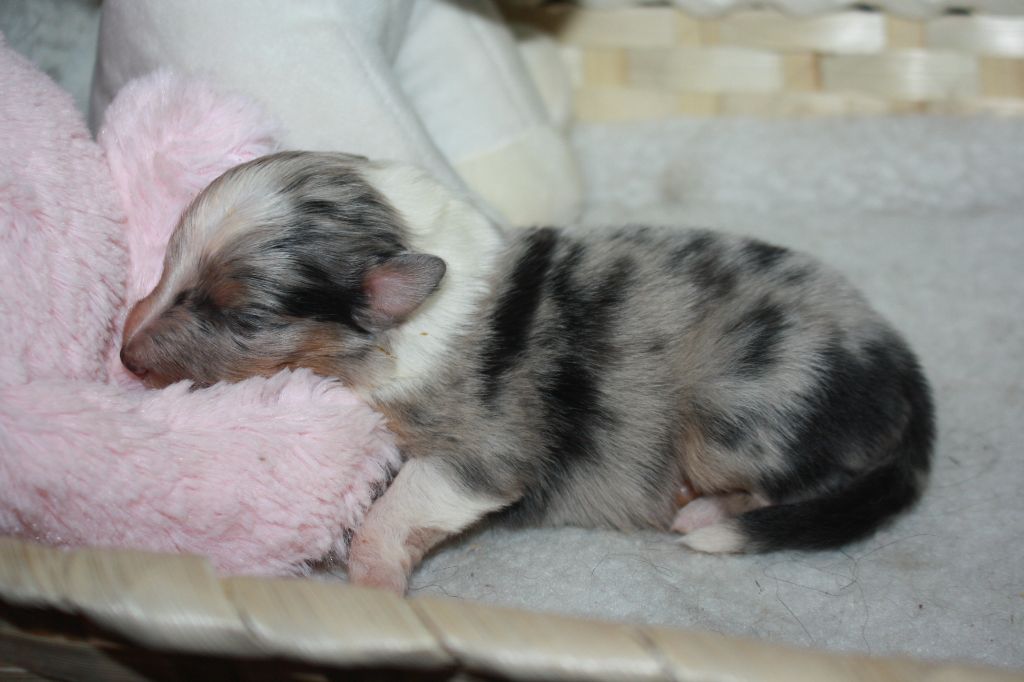 Du Domaine Des Ptit's Futés - Chiots disponibles - Shetland Sheepdog