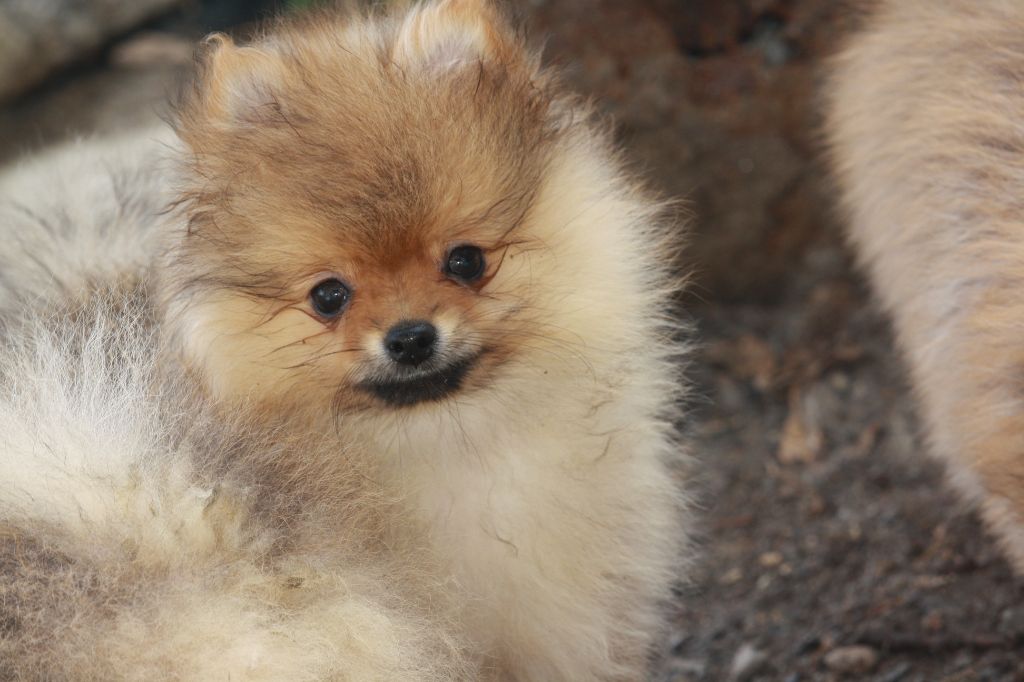 Du Domaine Des Ptit's Futés - Chiots disponibles - Spitz allemand
