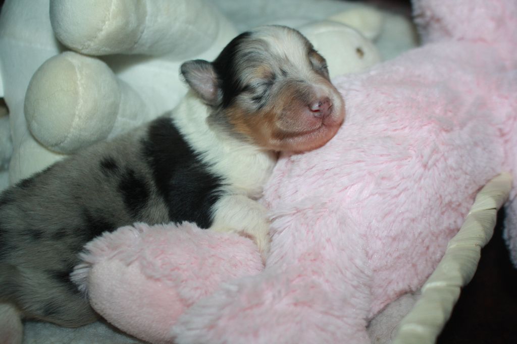 Du Domaine Des Ptit's Futés - Chiots disponibles - Shetland Sheepdog