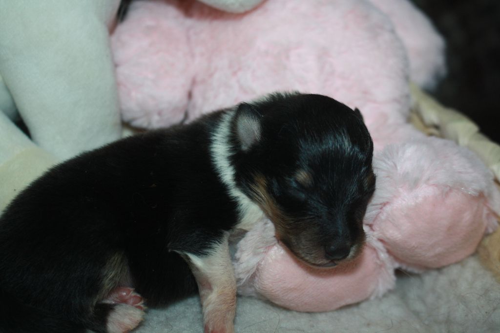 Du Domaine Des Ptit's Futés - Chiots disponibles - Shetland Sheepdog