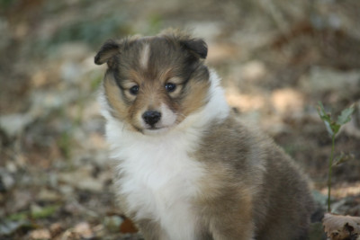 CHIOT 3