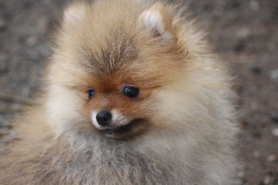 CHIOT 1