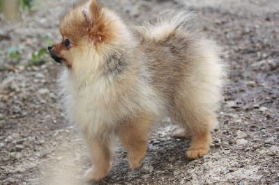 CHIOT 2