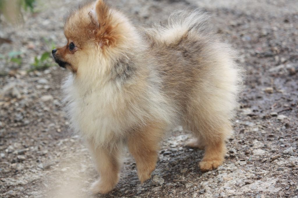 Du Domaine Des Ptit's Futés - Chiots disponibles - Spitz allemand