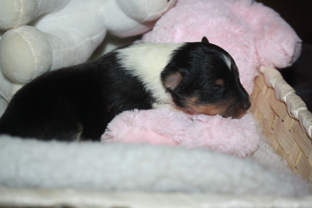 Du Domaine Des Ptit's Futés - Chiots disponibles - Shetland Sheepdog